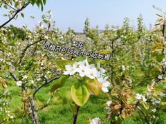 -树山生态村