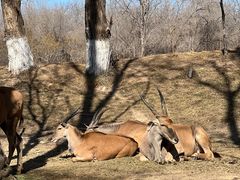 -北京野生动物园