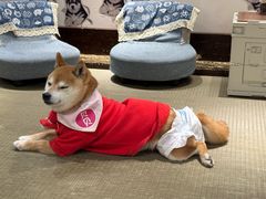 -逗柴咖啡屋·狗咖猫咖宠物桌游
