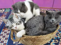 -萌宠亲子动物乐园(槐房万达店)