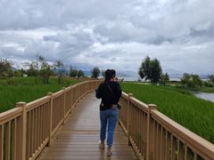 -洱海月湿地公园