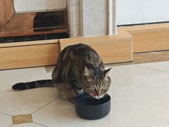 -Catmate·猫肥家润(金润铂宫店)