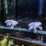 打边炉是火锅吗？