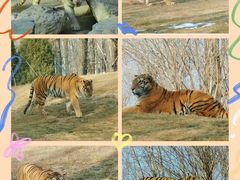 -北京野生动物园