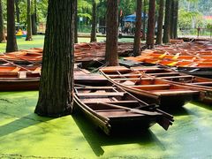 -渌洋湖湿地公园