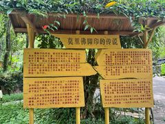 -瑞丽独树成林风景区