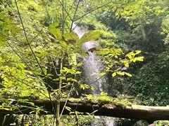 -莫里热带雨林景区