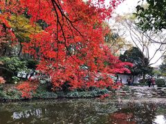 -秋霞圃
