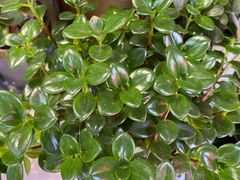 -循礼门鲜花花市(武汉循礼门店)