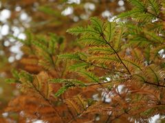 -白鹭湾湿地公园