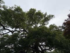 -西湖文化广场