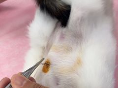 -北京观赏动物医院·24小时大型综合·猫专科·异宠专科