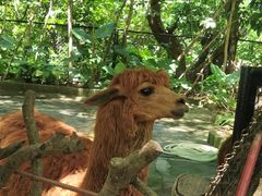 -深圳野生动物园