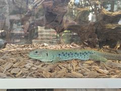 -酷以爬仙阁实体爬宠店·守宫·蜥蜴·专业繁育