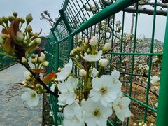 -树山生态村