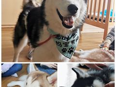 -Husky Go! 哈士奇体验馆·宠物咖啡厅狗咖