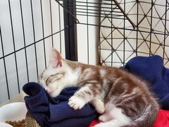 -1013 PET SHOP 宠物商店(近铁城市广场店)