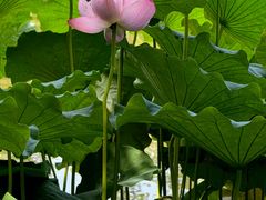 -陈家山荷花公园