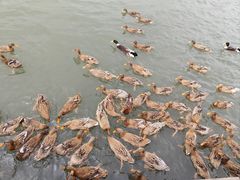 -野鸭湖国家湿地公园