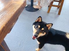 -柴源莊·柴小宠柴犬咖啡