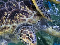 -烟台海昌鲸鲨海洋公园