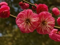 -上海佘山国家森林公园天马山园