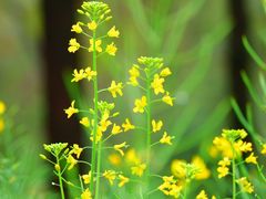 -上海吴淞炮台湾国家湿地公园