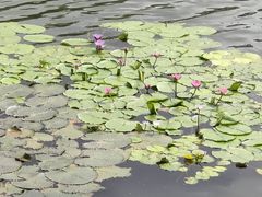 -荔湾湖公园