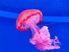 -杭州长乔极地海洋公园