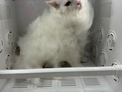 -宠福鑫动物医院(城北分院)