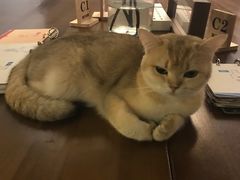 -咖法森林·咖啡  酒吧(天河店)