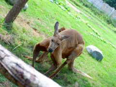 -泉州海丝野生动物世界