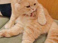 -CAT’S MEWSTAR CAFE·喵星球猫屋(晴湾咖啡店)