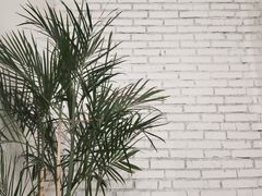 -有猫主题·治愈系猫咖(曾厝垵店)