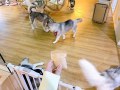 -Husky Go! 哈士奇体验馆·宠物咖啡厅狗咖
