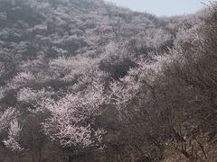 -妙峰山风景名胜区