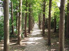 -上海长兴岛郊野公园