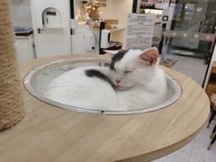 -喵园·猫主题咖啡厅·撸猫·猫咖(国贸店)