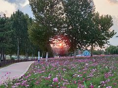 -羊亭河湿地公园