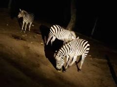 -清迈夜间动物园