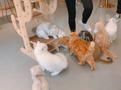-飞行喵MR PILOT|猫舍·猫咖(静安大融城店)