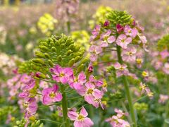 -中国天府农业博览园