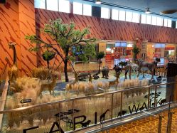 -卡通尼·Safari非洲探索乐园·生日会(金桥国际商业广场店)