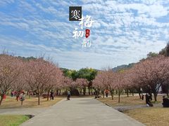 -中山市树木园