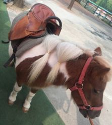 -萌宠亲子动物乐园(槐房万达店)