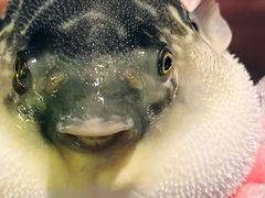 -肆月河豚·淮扬菜·湘菜(华天店)