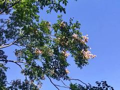 -上海虹桥迎宾馆