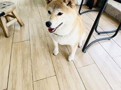 -李小姐の猫咖啡馆(五角场店)