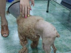 -伟伟宠物医院·CT影像中心·瑞派犬猫综合性门诊(汉口总院)