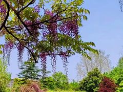 -嘉定紫藤园